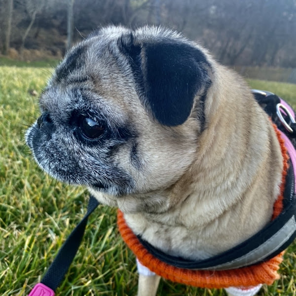pug