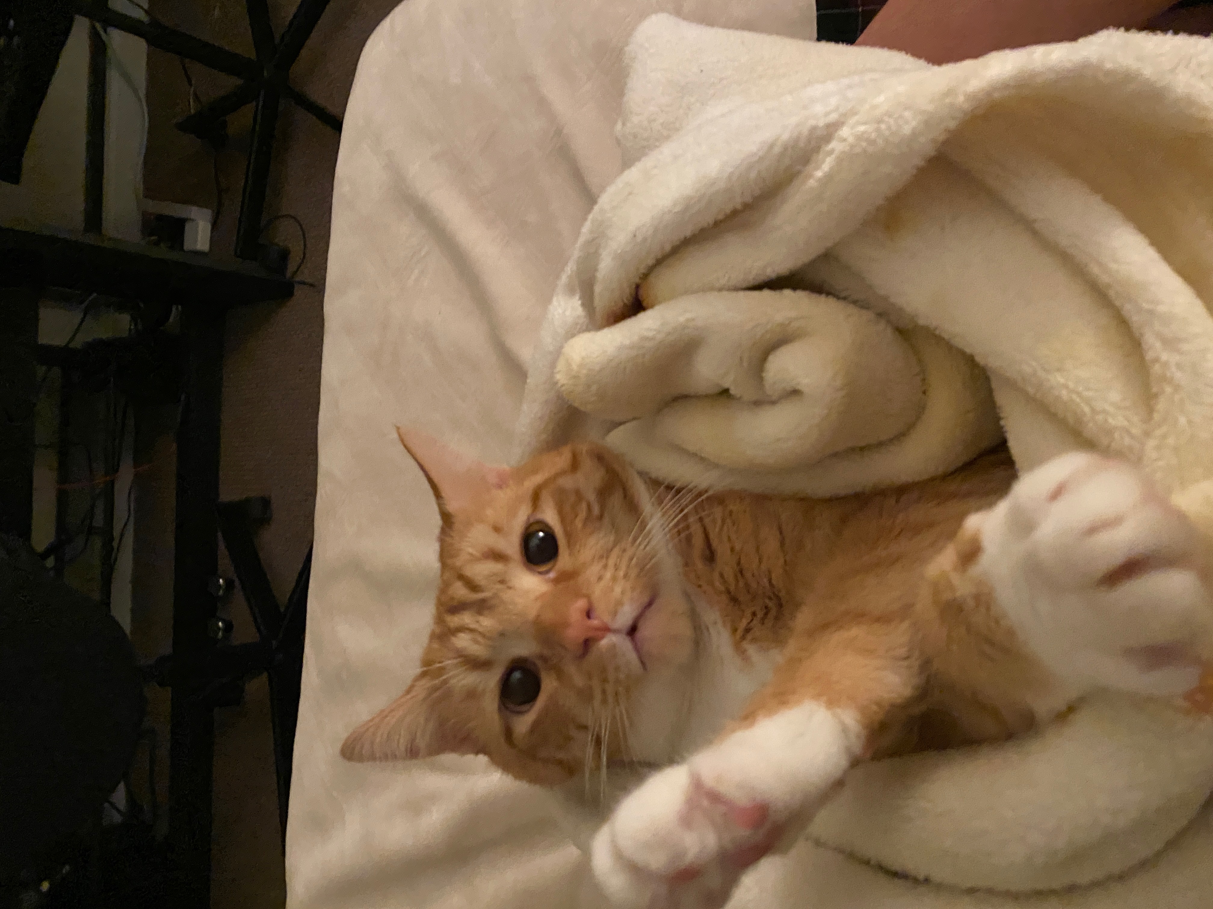 cat